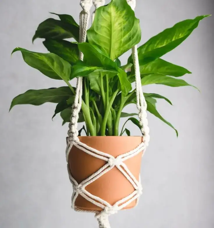 Macrame Plant Hanger