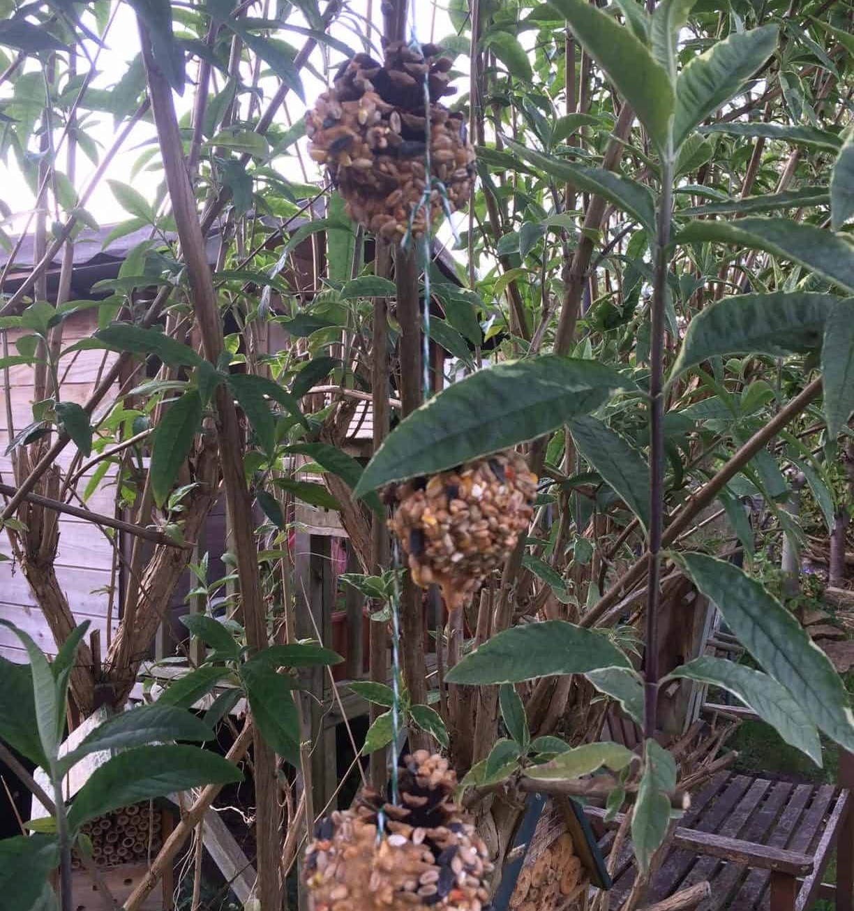 Pinecone Bird Feeder