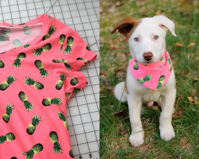 DIY Bandanna For Dogs