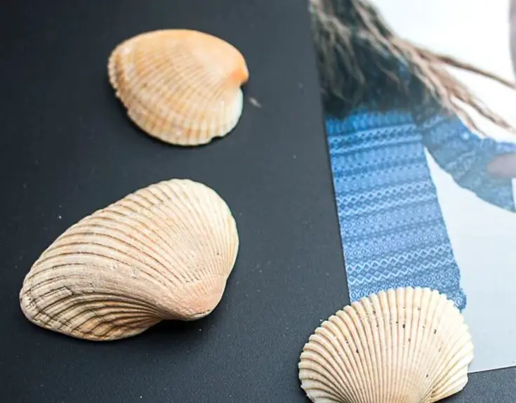 Seashell Magnet