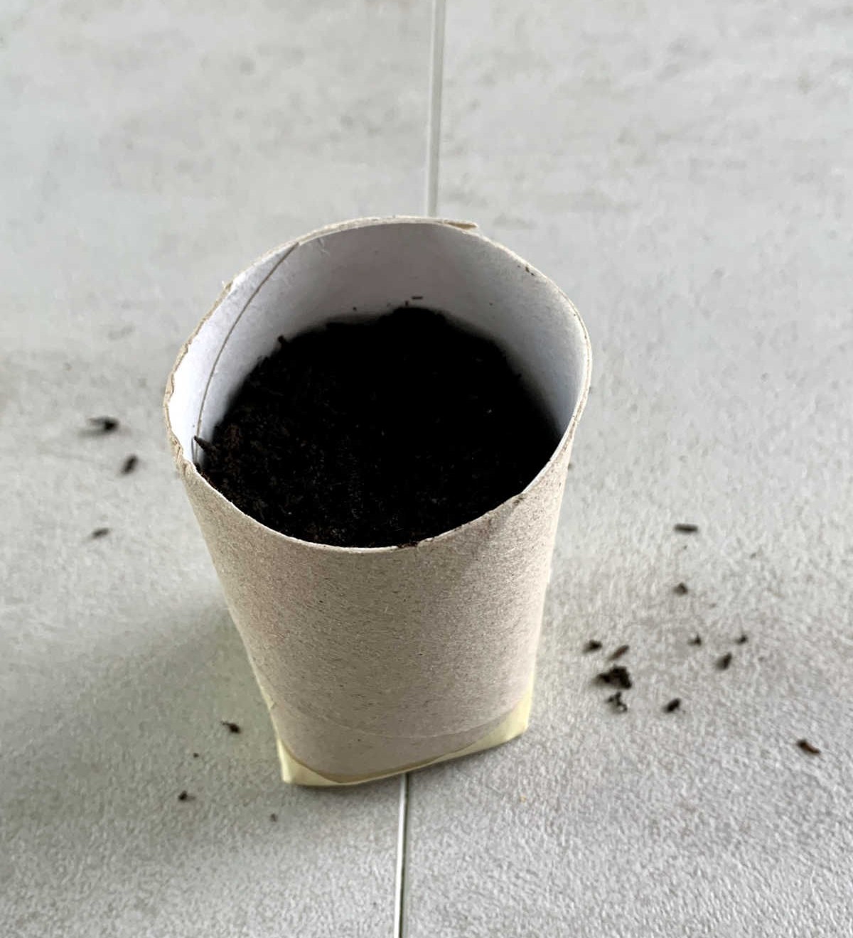 Use Toilet Paper Roll to Plant Seedlings