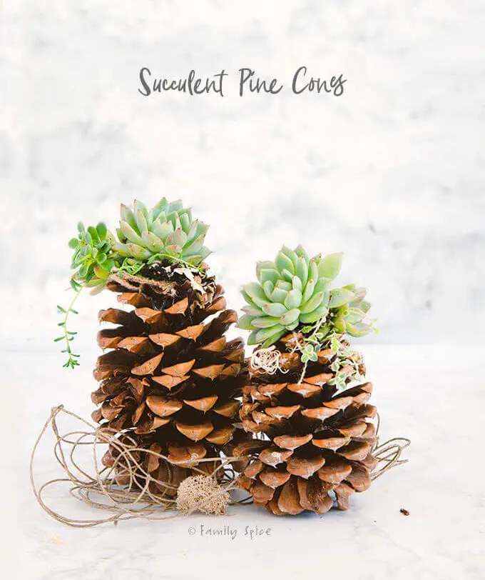 Pinecone Succulents