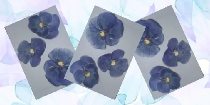 Pressed Flower Greeting Cards