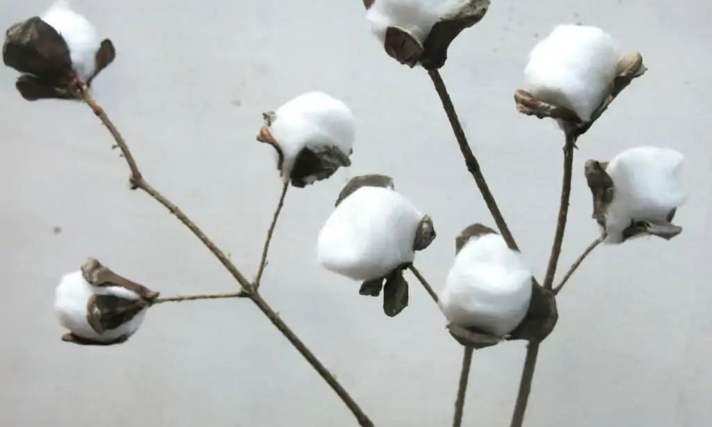 DIY Cotton Stems