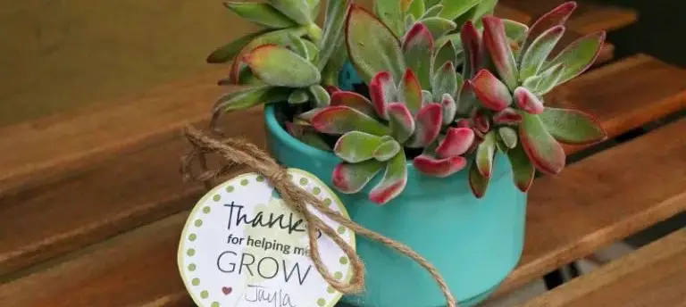 Succulent in a Mug