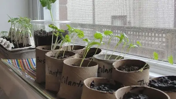 Seedling Pots